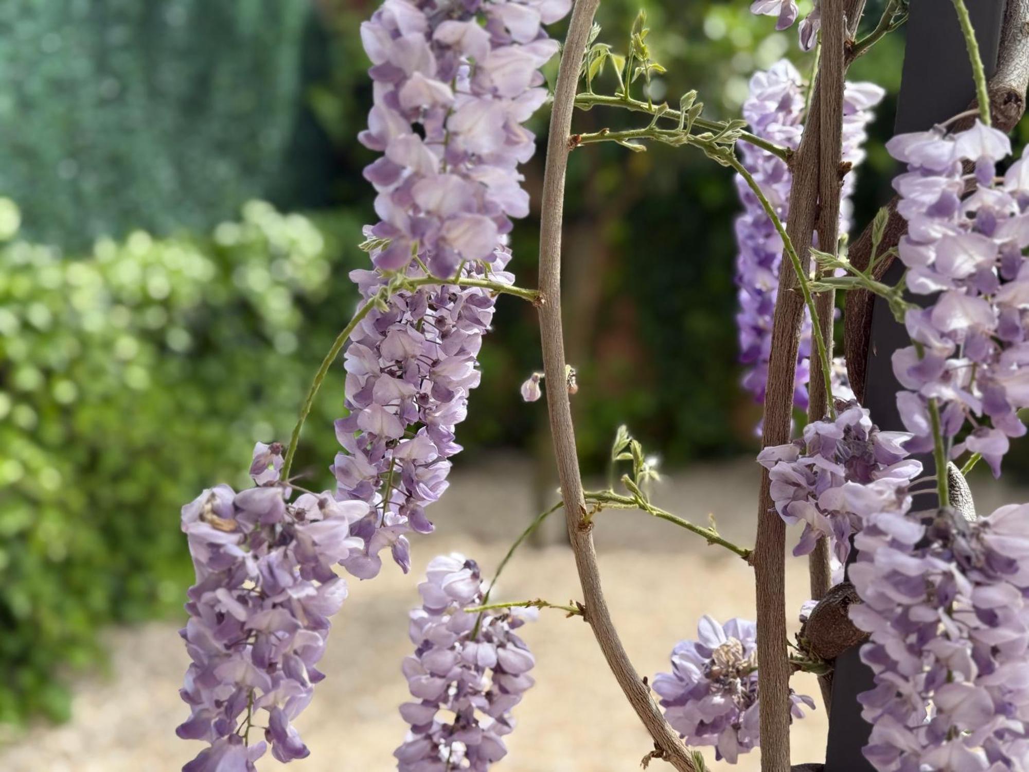 Bakea Apto Con Jardin Privado Bakio Exteriér fotografie